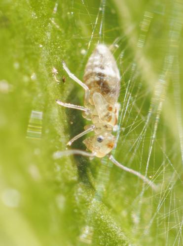 Graphopsocus cruciatus